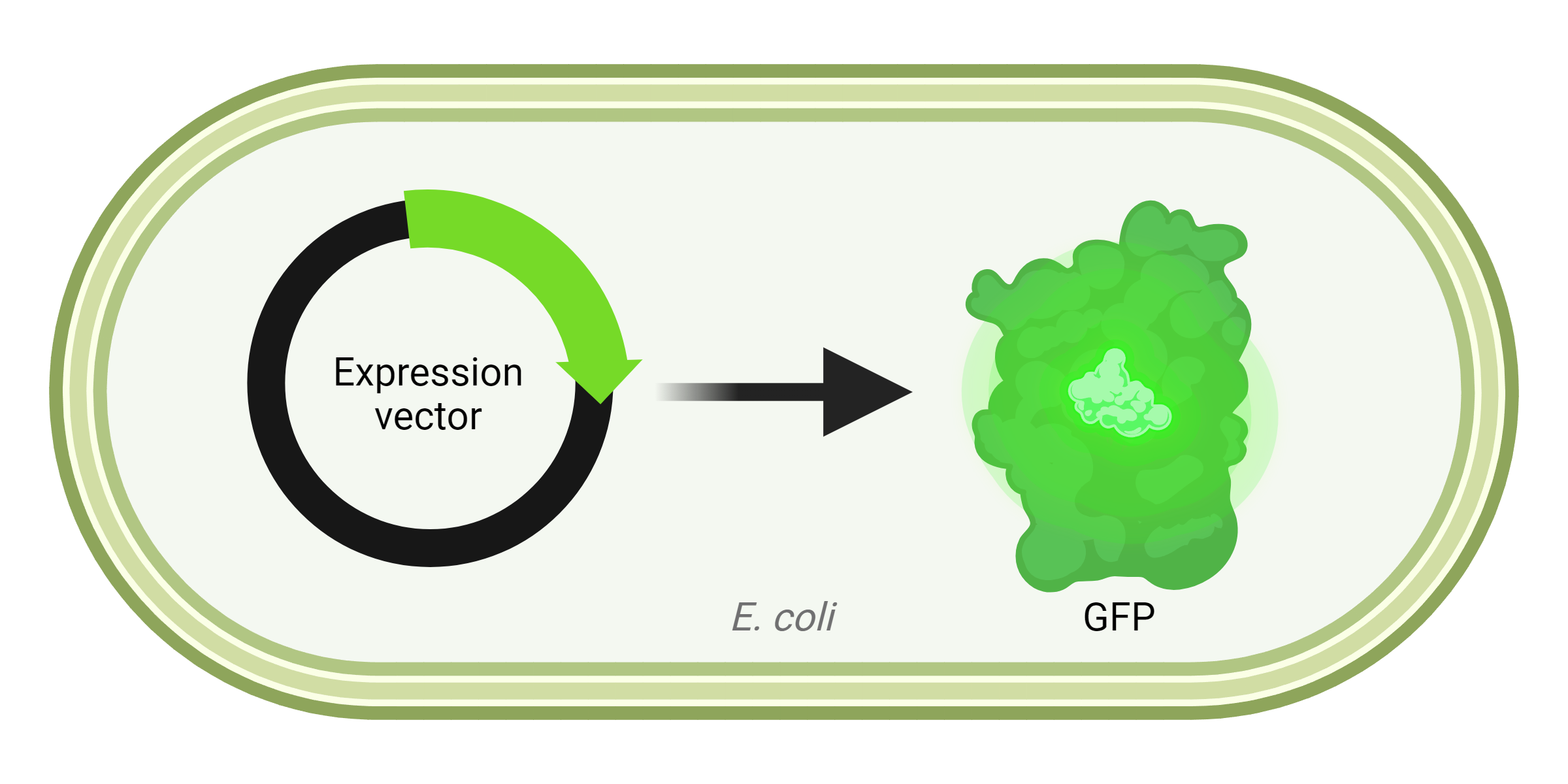 Cloning AAT Bioquest